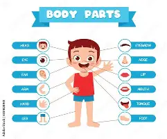独家：欧文CBA外援新规的简单介绍